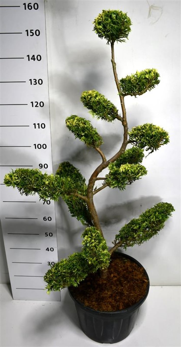 Cupressocyparis l. 'Gold Rider' - 120-140 CM Bonsai Cont.